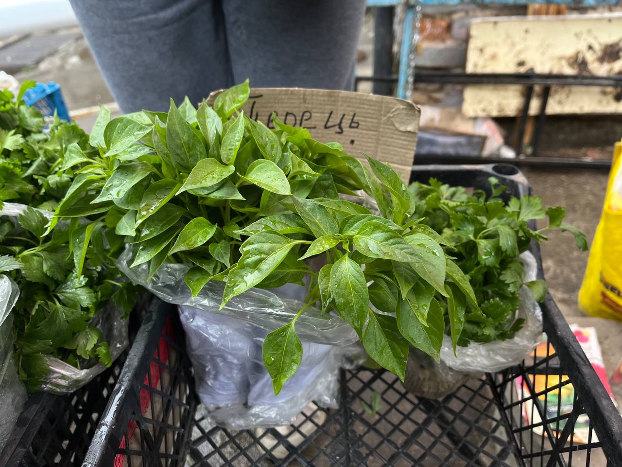 Новини Тернополя - фото з Скільки коштує розсада у Тернополі та де дешевше купити: ми зібрали ціни