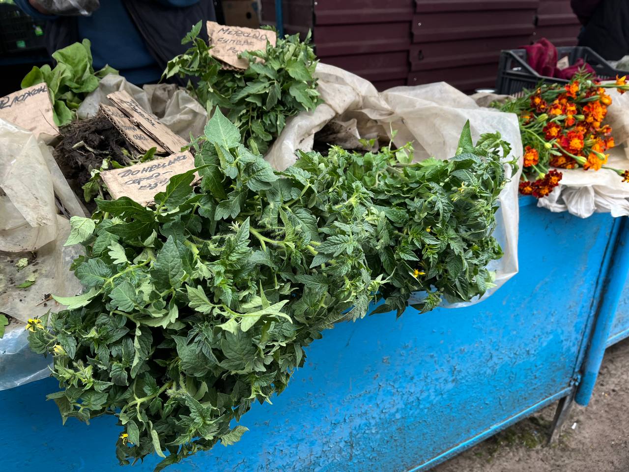 Новини Тернополя - фото з Скільки коштує розсада у Тернополі та де дешевше купити: ми зібрали ціни