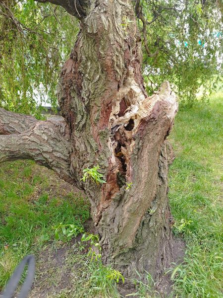 Новини Козятина - фото з У Козятині розчахнулось дерево, на якому було гніздо з малятами-голубами