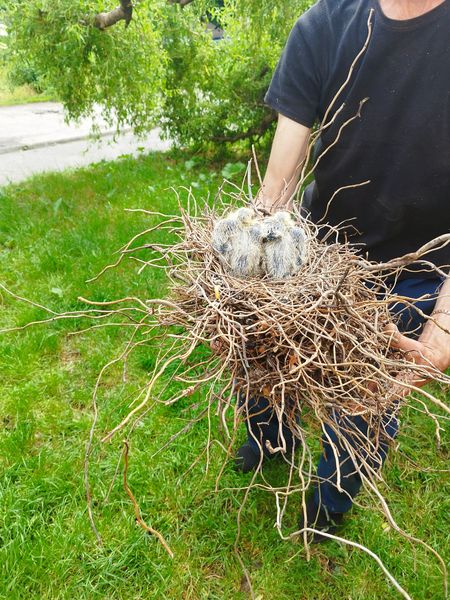 Новини Козятина - фото з У Козятині розчахнулось дерево, на якому було гніздо з малятами-голубами