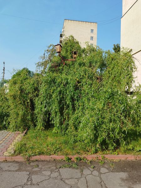 Новини Козятина - фото з У Козятині розчахнулось дерево, на якому було гніздо з малятами-голубами