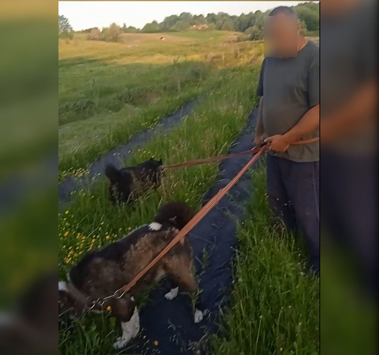 Новини Козятина - фото з «Цілеспрямовано вигулює собак просто по саджанцях верби, які садили діти»
