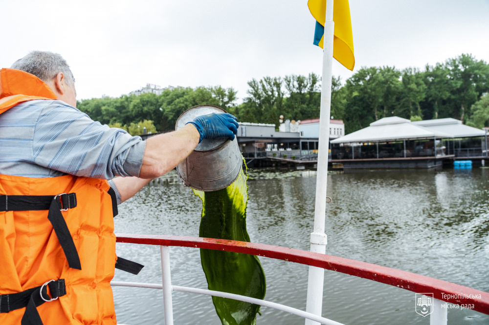 Новини Тернополя - фото з У Став внесли хлорелу, щоб вода не цвіла: скільки коштів витратили та чи допоможе це?