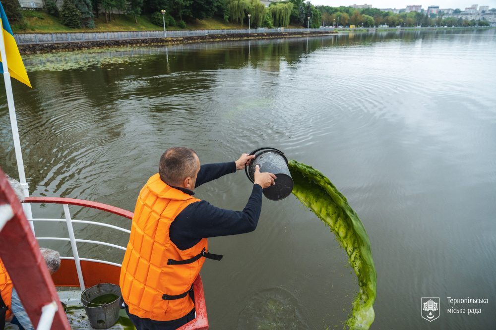 Новини Тернополя - фото з У Став внесли хлорелу, щоб вода не цвіла: скільки коштів витратили та чи допоможе це?