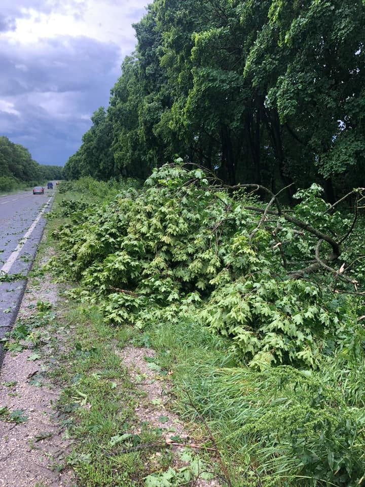 Новини Тернополя - фото з На Тернопільщині ліквідовували наслідки негоди На зображенні може бути: дерево, дорога та трава