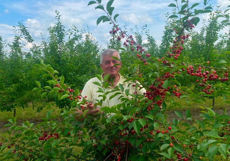  Якісна вишня для українського ринку