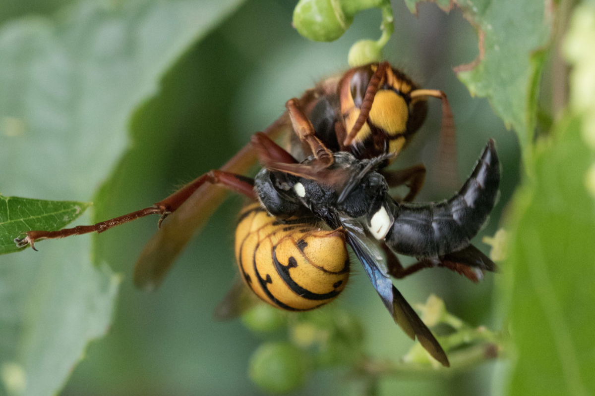 Новини Козятина - фото з Алергія після укусу бджіл, ос, шершнів — найсильніша. Як діяти?