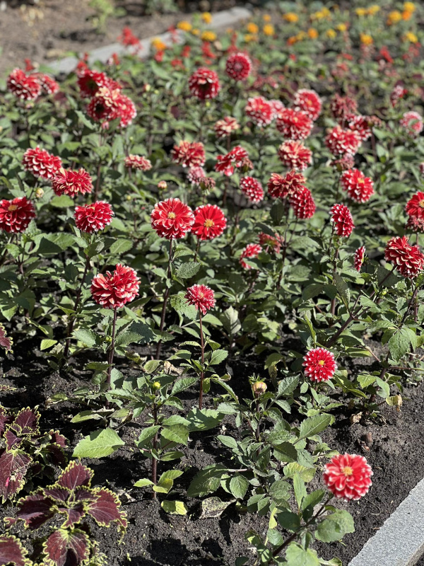 Новини Тернополя - фото з У Тернополі з'являться клумби в кольорах прапорів ЄС, США, Польщі, Великобританії та України
