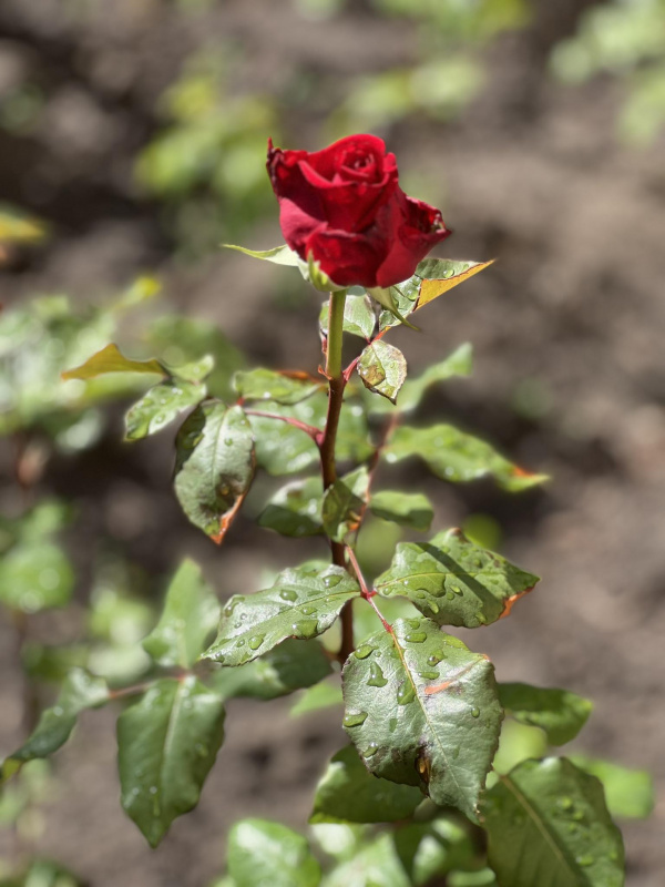 Новини Тернополя - фото з У Тернополі з'являться клумби в кольорах прапорів ЄС, США, Польщі, Великобританії та України