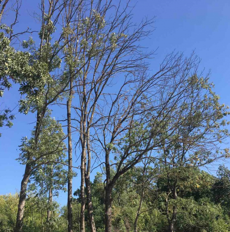 Новини Тернополя - фото з У Тернополі знову обрізатимуть каштани. Кажуть, чистять сухостої
