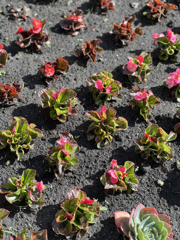 Новини Тернополя - фото з У Тернополі з'являться клумби в кольорах прапорів ЄС, США, Польщі, Великобританії та України