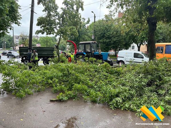 Новини Житомира - фото з На вулиці Перемоги від негоди впав великий клен