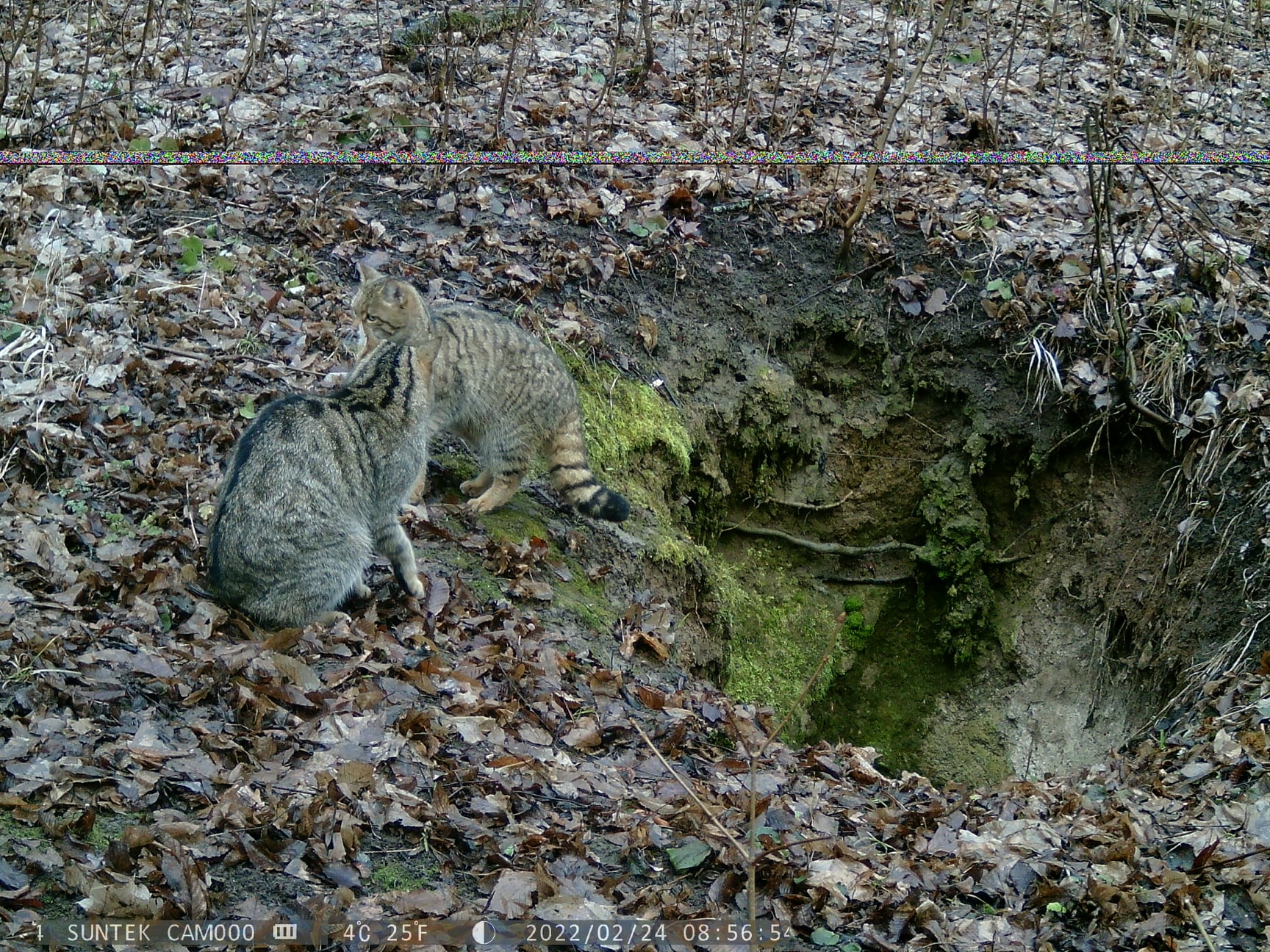 Немає опису світлини.
