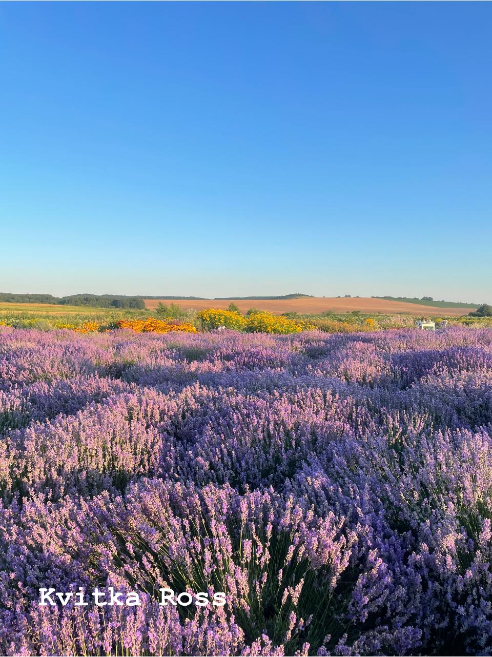 Новини Тернополя - фото з Тут роблять фотосесії та відпочивають душею: у Зарубинцях на Тернопільщині квітне лавандове поле Немає опису світлини.