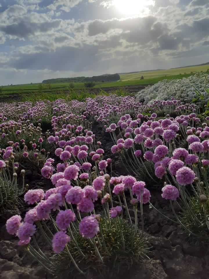Новини Тернополя - фото з Тут роблять фотосесії та відпочивають душею: у Зарубинцях на Тернопільщині квітне лавандове поле На зображенні може бути: квітка