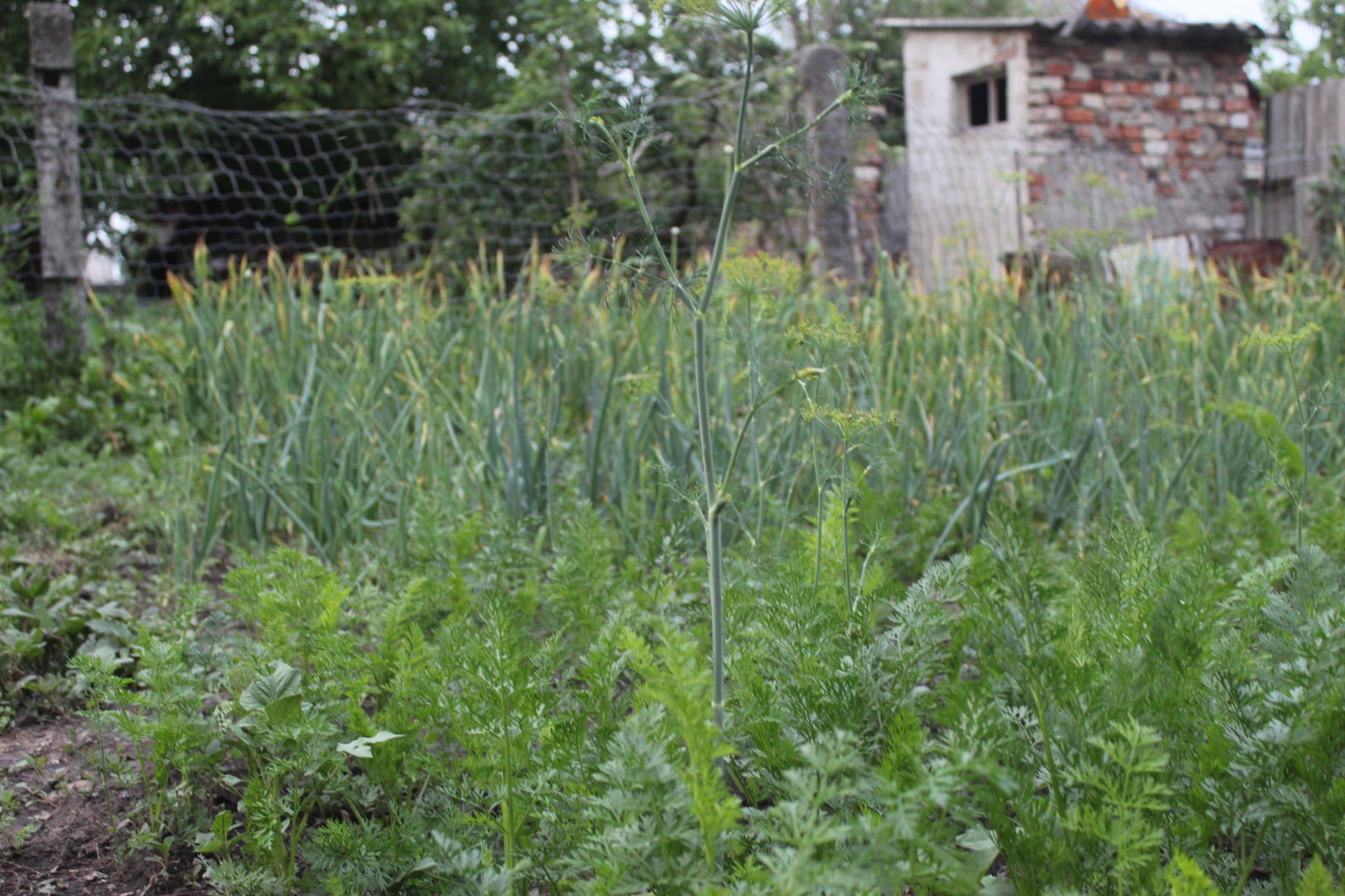 Новини Козятина - фото з Городнику на замітку. Про хвороби і шкідників цибулі