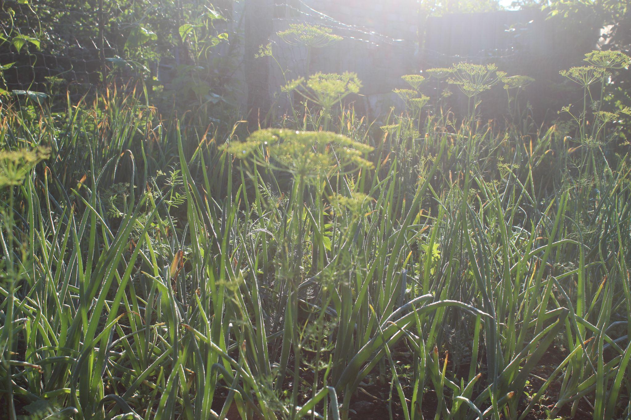 Новини Козятина - фото з Городнику на замітку. Про хвороби і шкідників цибулі
