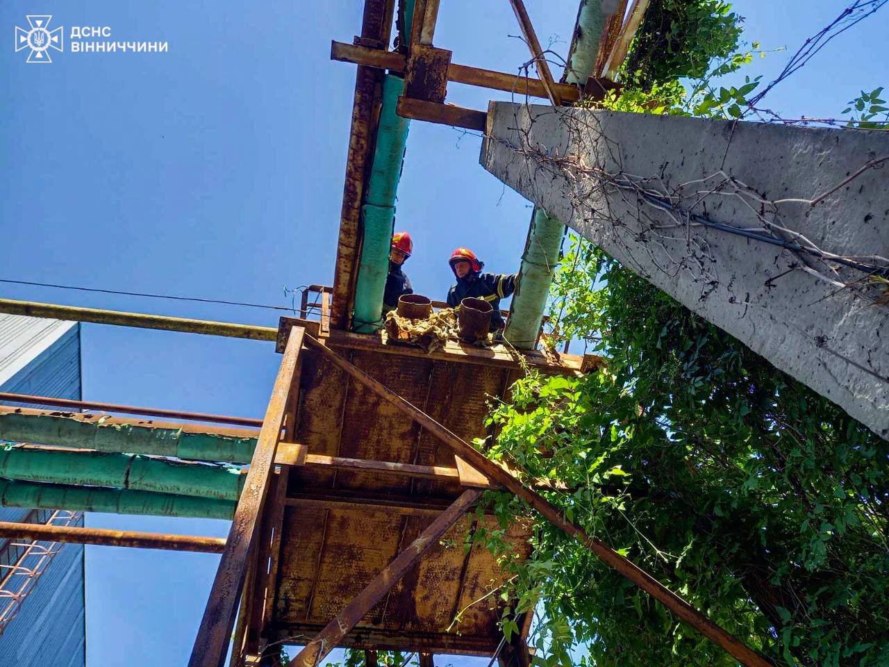 Новини Вінниці - фото з Вінницькі рятувальники провели «спецоперацію» з порятунку крихітних кошенят