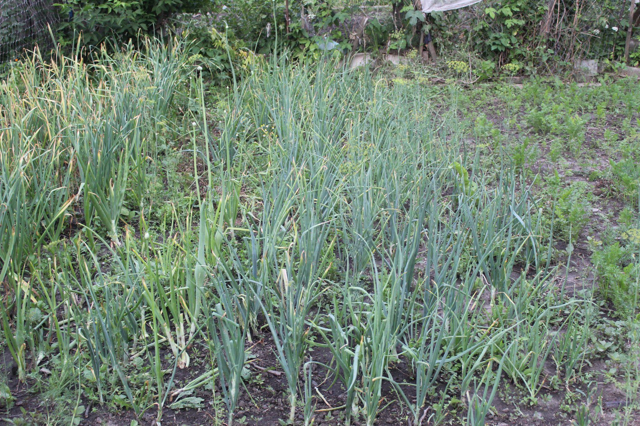 Новини Козятина - фото з Городнику на замітку. Про хвороби і шкідників цибулі