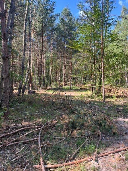 Новини Житомира - фото з У Житомирському районі Інспекцією виявлено порубку дерев на майже 6 млн грн