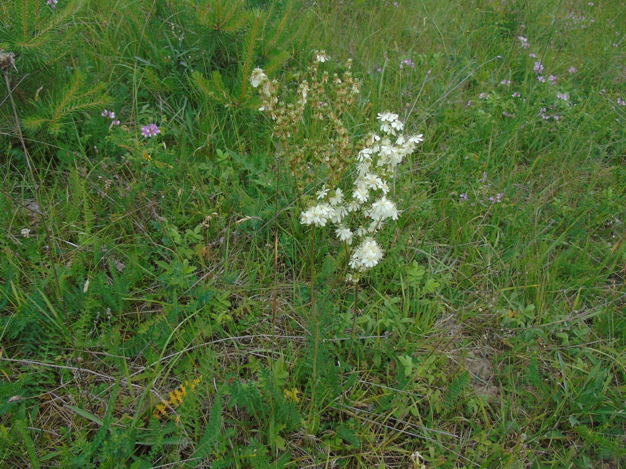 Новини Тернополя - фото з В урочищі на Монастирищині виявили 150 видів рослин, багато з яких червонокнижні