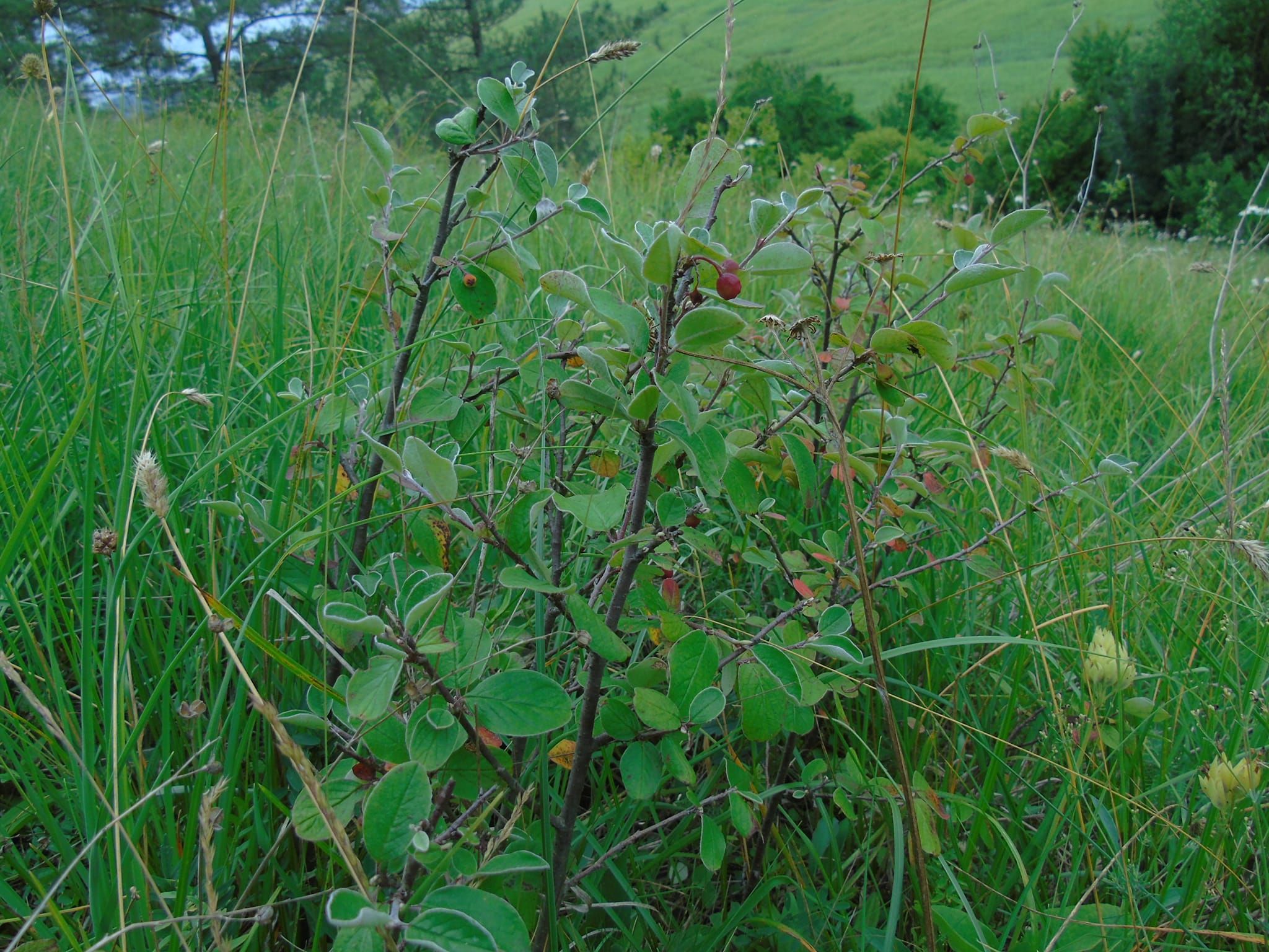 Новини Тернополя - фото з В урочищі на Монастирищині виявили 150 видів рослин, багато з яких червонокнижні