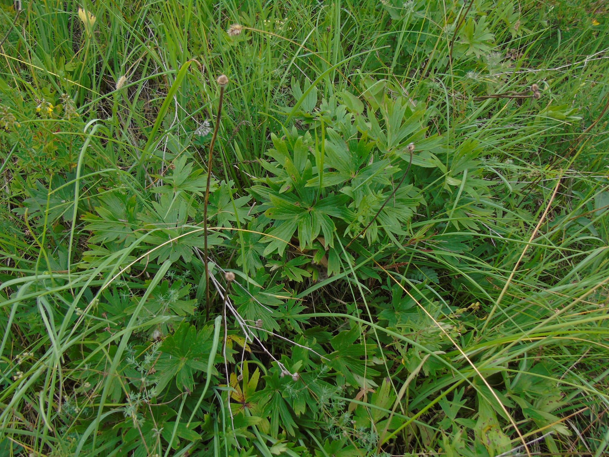 Новини Тернополя - фото з В урочищі на Монастирищині виявили 150 видів рослин, багато з яких червонокнижні