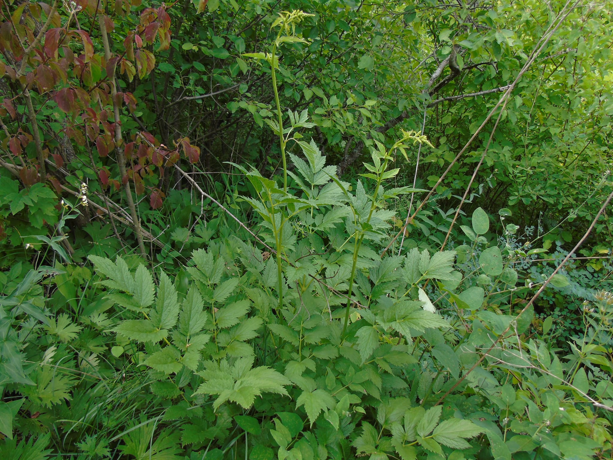 Новини Тернополя - фото з В урочищі на Монастирищині виявили 150 видів рослин, багато з яких червонокнижні