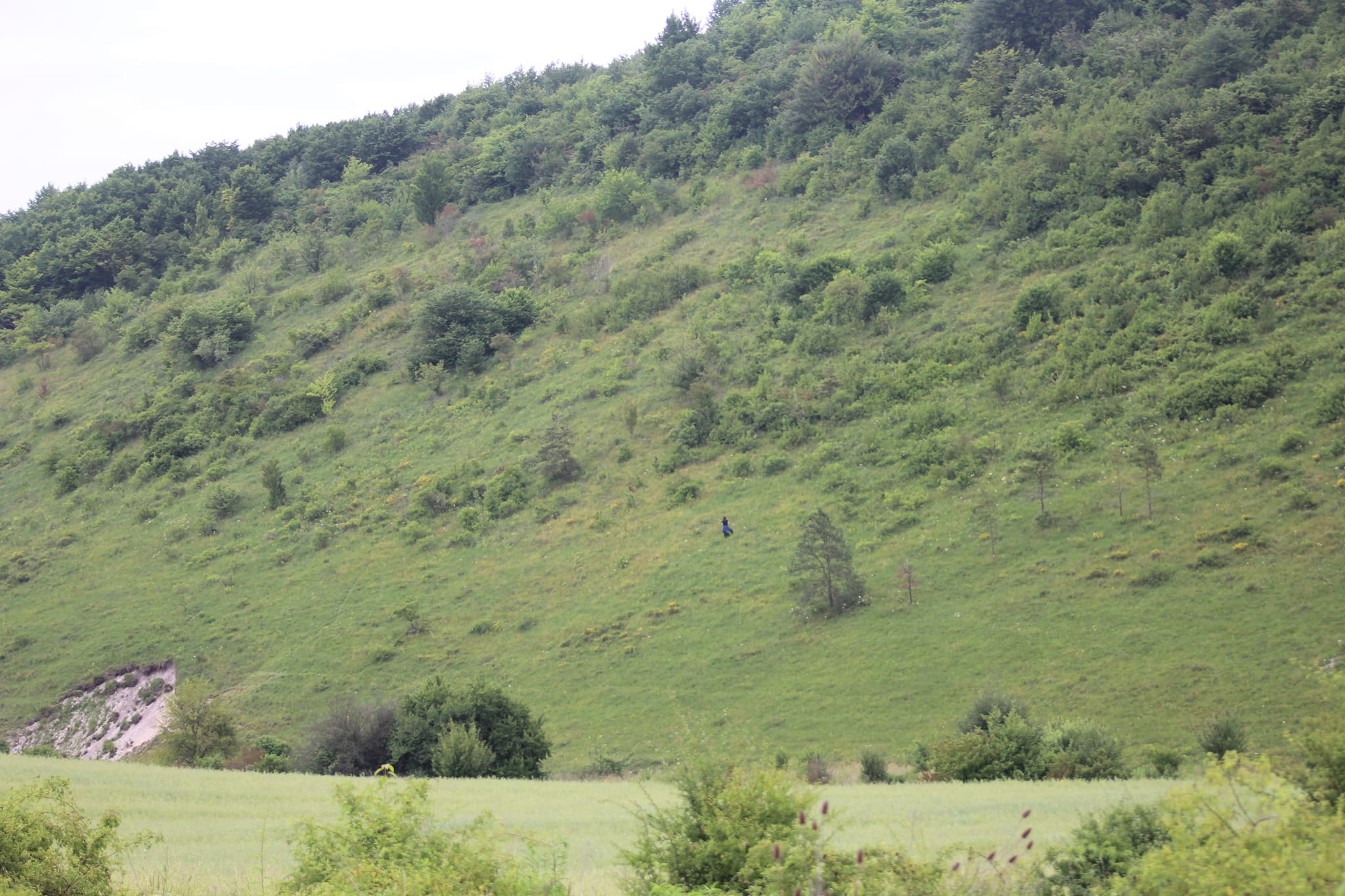 Новини Тернополя - фото з В урочищі на Монастирищині виявили 150 видів рослин, багато з яких червонокнижні