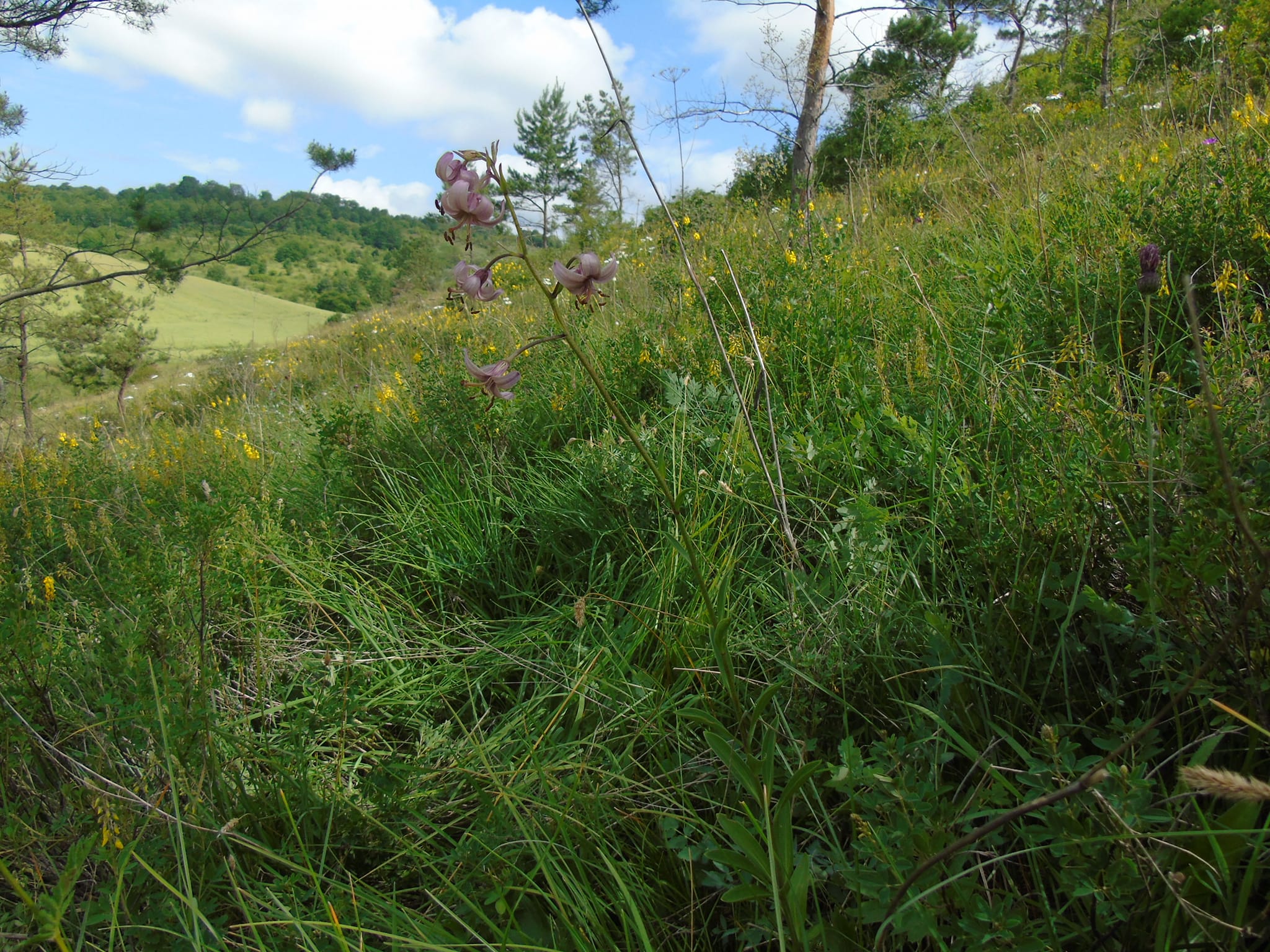 Новини Тернополя - фото з В урочищі на Монастирищині виявили 150 видів рослин, багато з яких червонокнижні