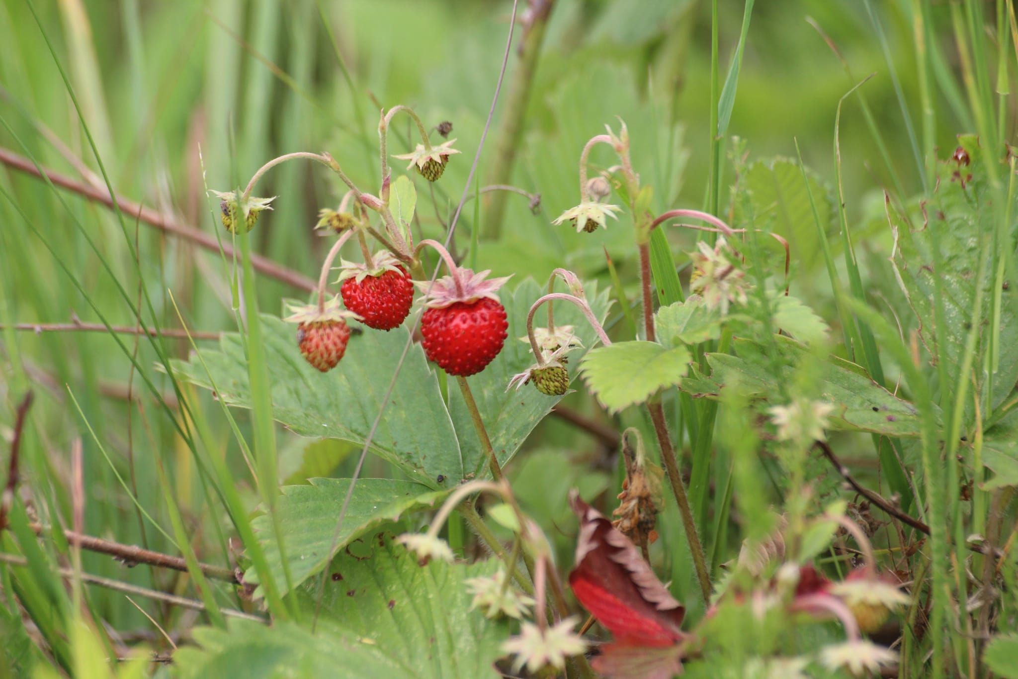 Новини Тернополя - фото з В урочищі на Монастирищині виявили 150 видів рослин, багато з яких червонокнижні