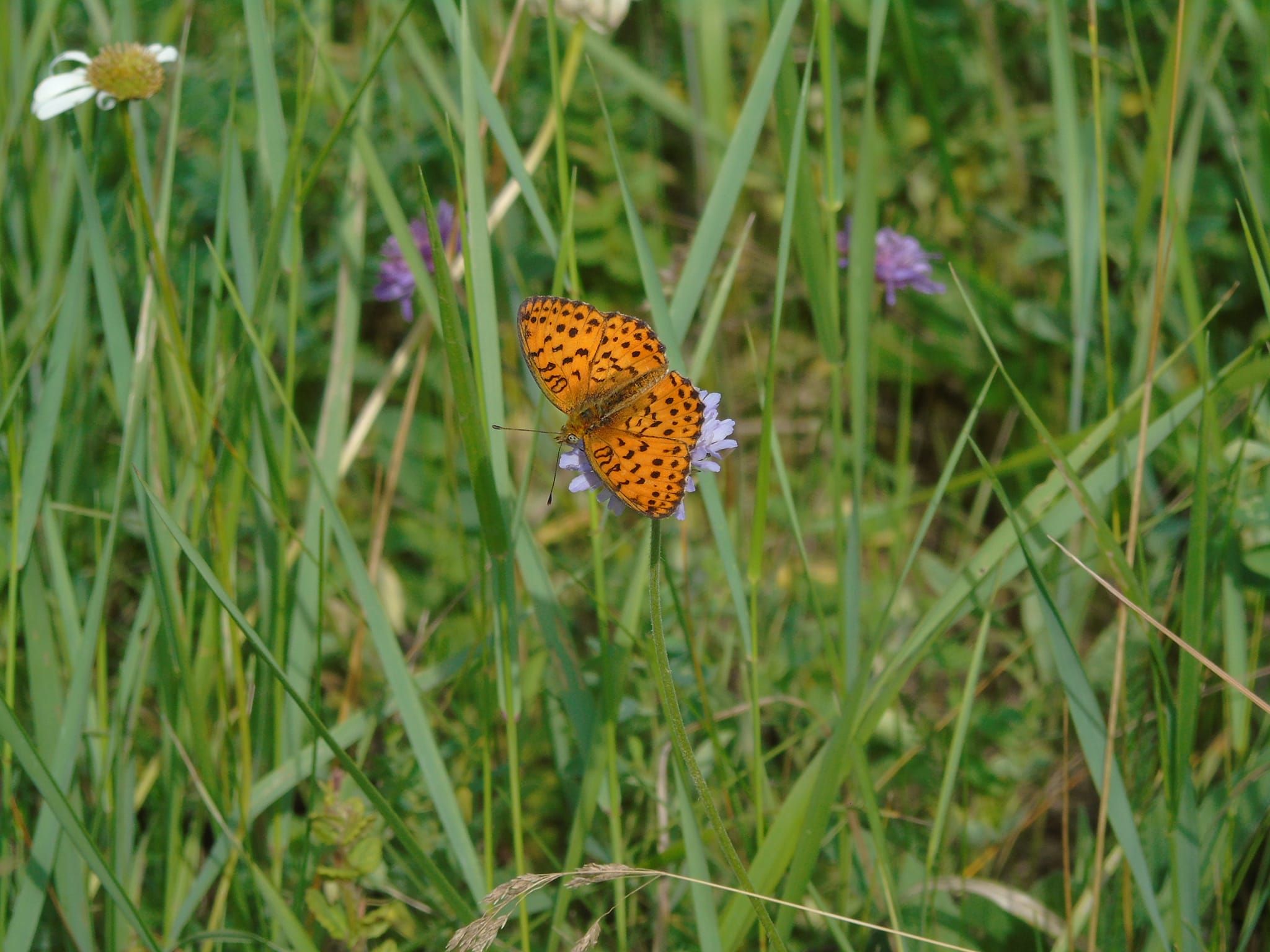 Новини Тернополя - фото з В урочищі на Монастирищині виявили 150 видів рослин, багато з яких червонокнижні
