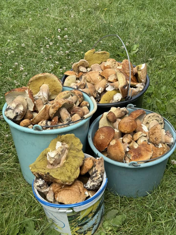 На зображенні може бути: шіїтаке, гриб та гриб-дощовик