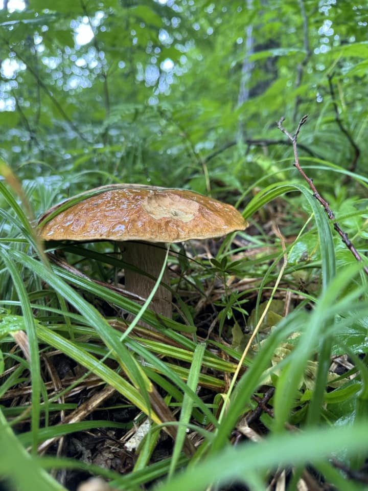 На зображенні може бути: гриб