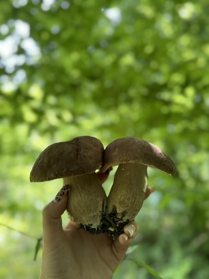 На зображенні може бути: гриб