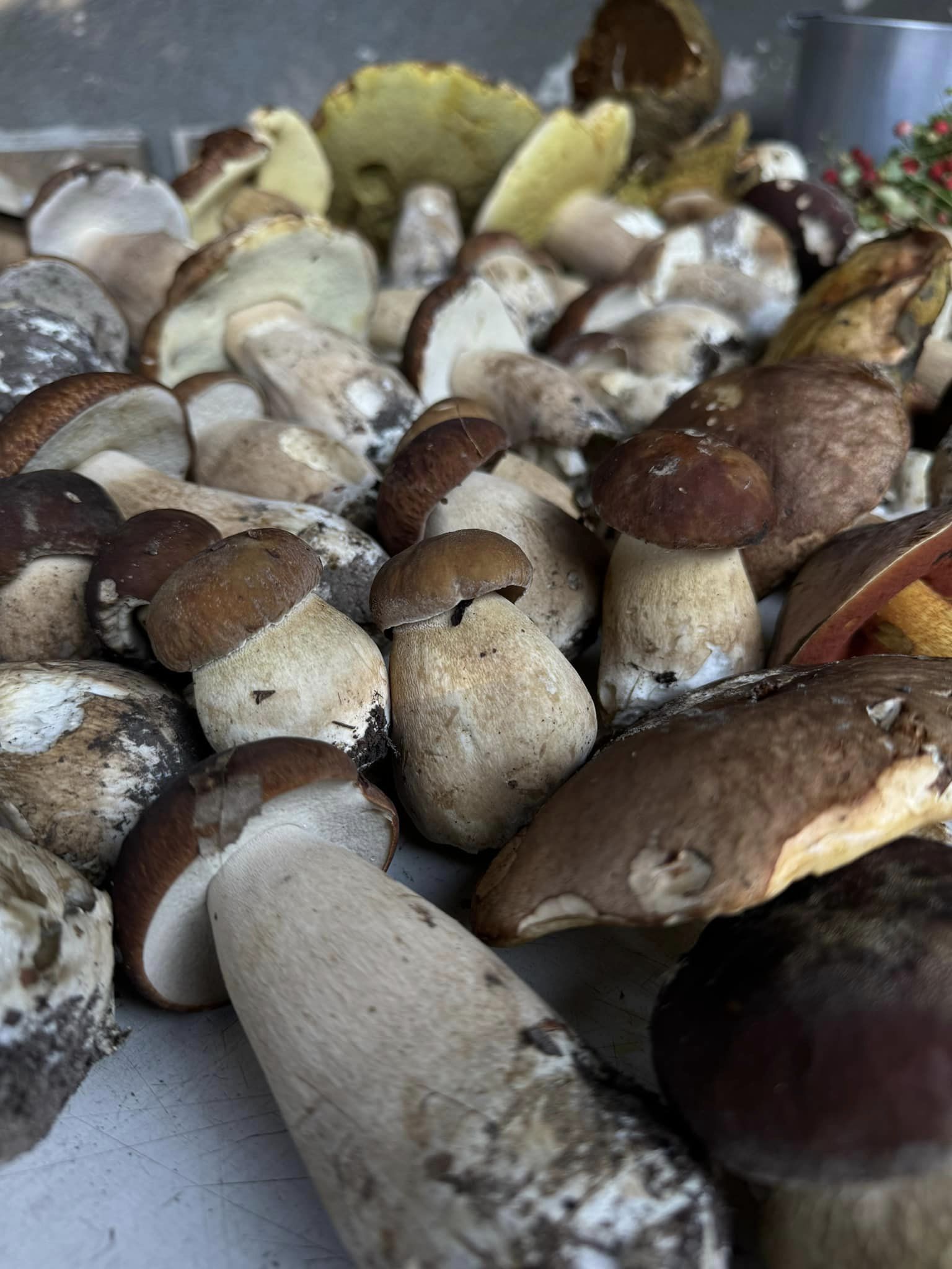 На зображенні може бути: гриб-дощовик та гриб