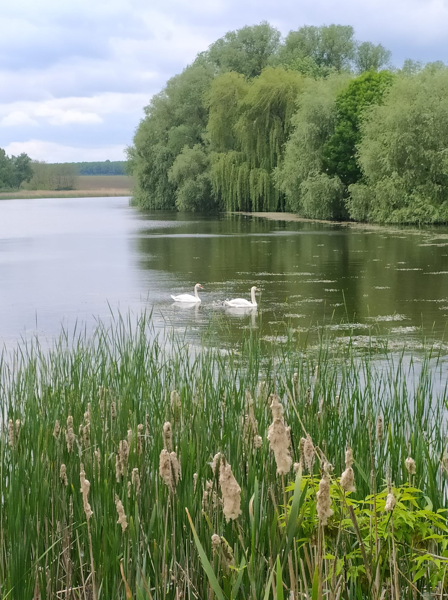 Новини Вінниці - фото з «Мій будинок майже у центрі кратера». Власниця Astroсадиби говорила з дослідницею Іллінецької астроблеми