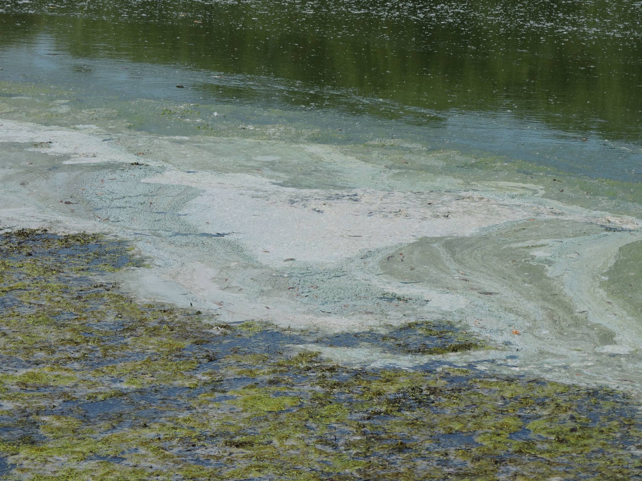 Новини Хмельницького - фото з Забруднення Південного Бугу: активісти знайшли нові витоки невідомих речовин у річку