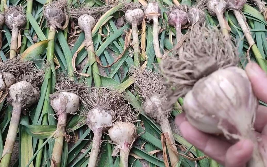 Новини Козятина - фото з Час збирати часник, коли його стрілка стає строго вертикальною