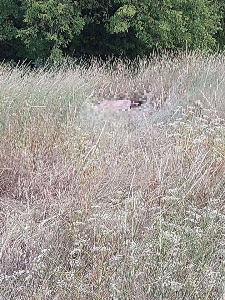 Новини Вінниці - фото з Біля лікарні Ющенка знайшли тіло жінки: перші подробиці