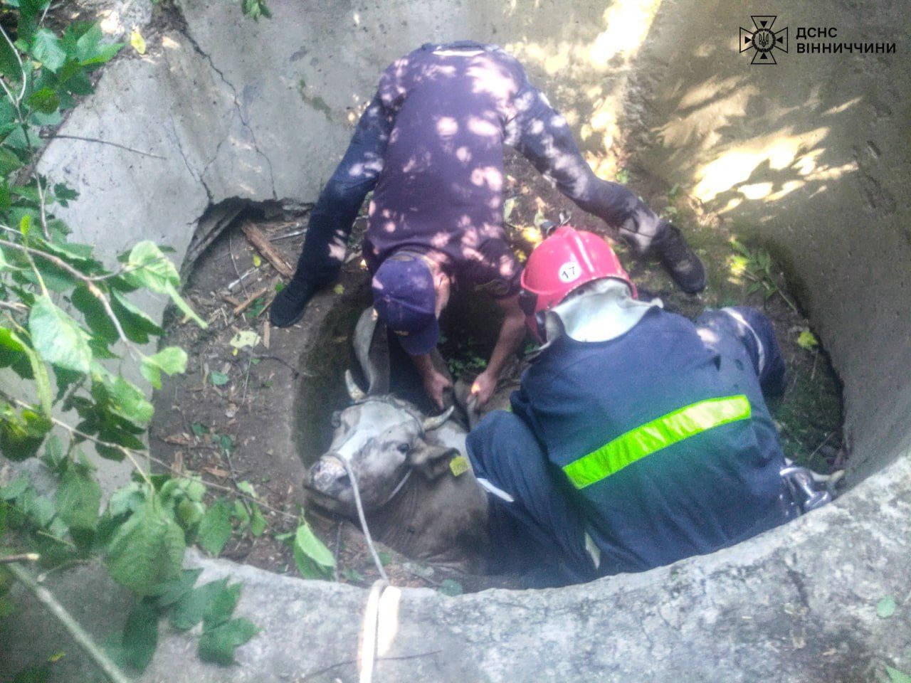 Новини Вінниці - фото з Герої без плащів: надзвичайники Вінниччини врятували кошеня та корову, що впали у колодязі