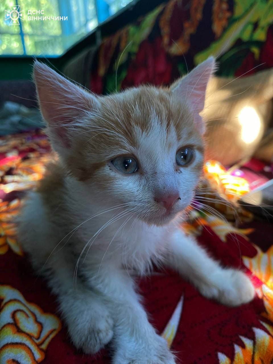 Новини Вінниці - фото з Герої без плащів: надзвичайники Вінниччини врятували кошеня та корову, що впали у колодязі