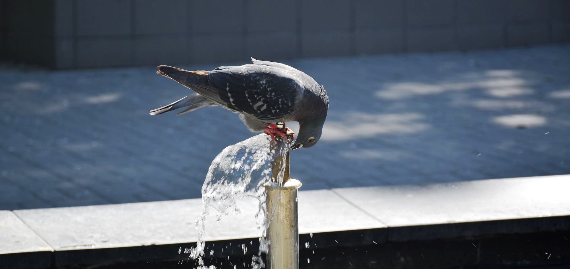 Новини Вінниці - фото з «Може сягнути +39°C»: якою у Вінниці була рекордна спека, і що з погодою відбувається зараз