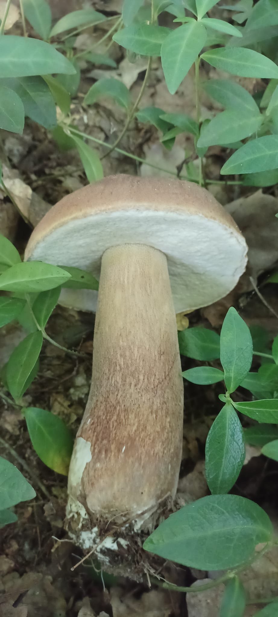 На зображенні може бути: гриб-дощовик та гриб