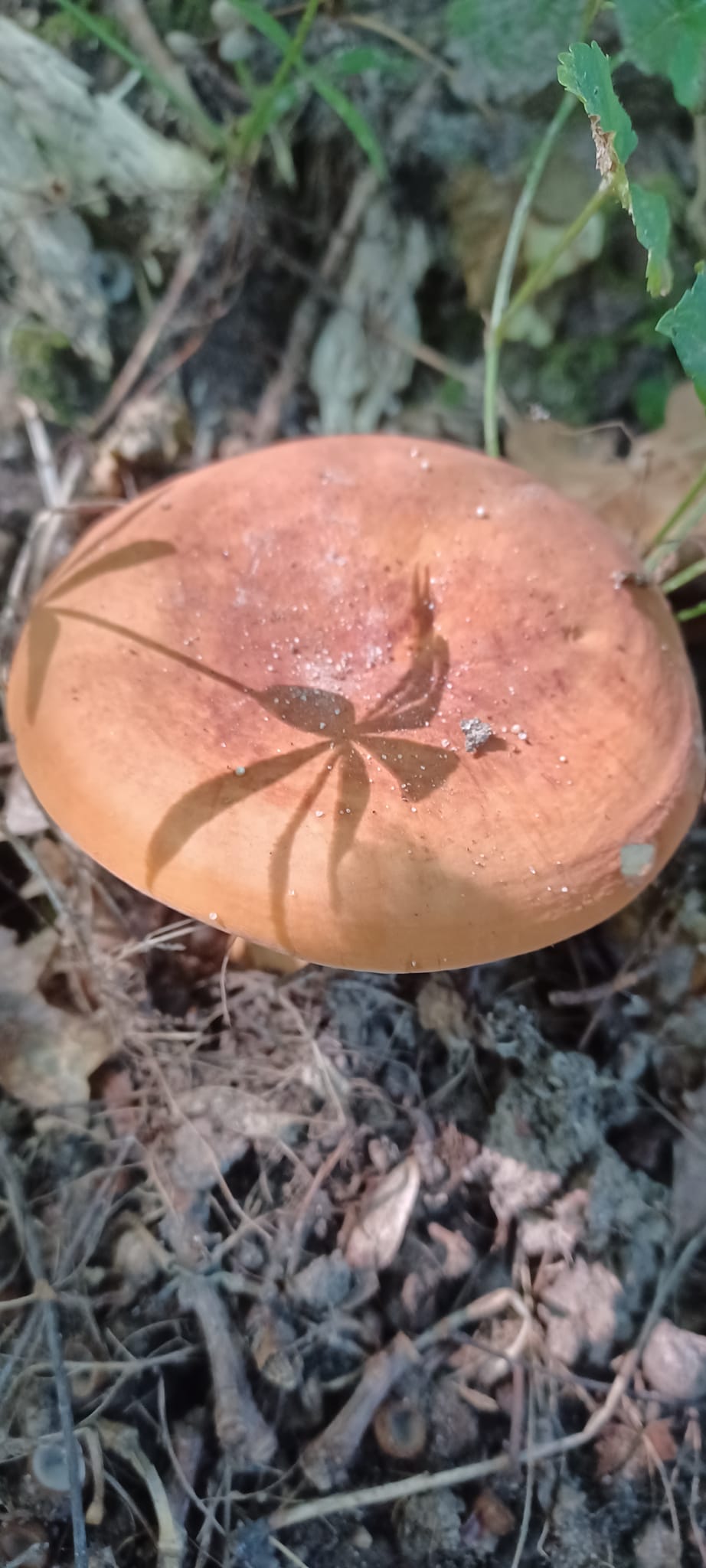 На зображенні може бути: гриб-дощовик та гриб