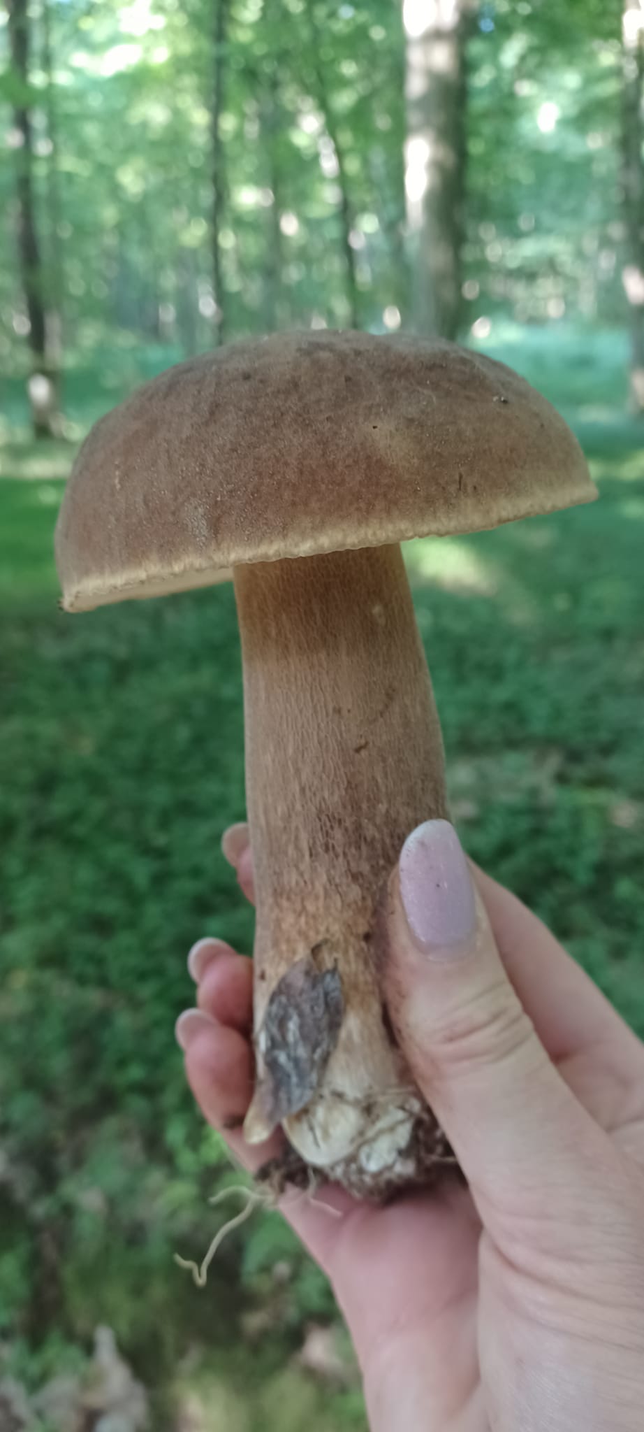 На зображенні може бути: гриб та гриб-дощовик