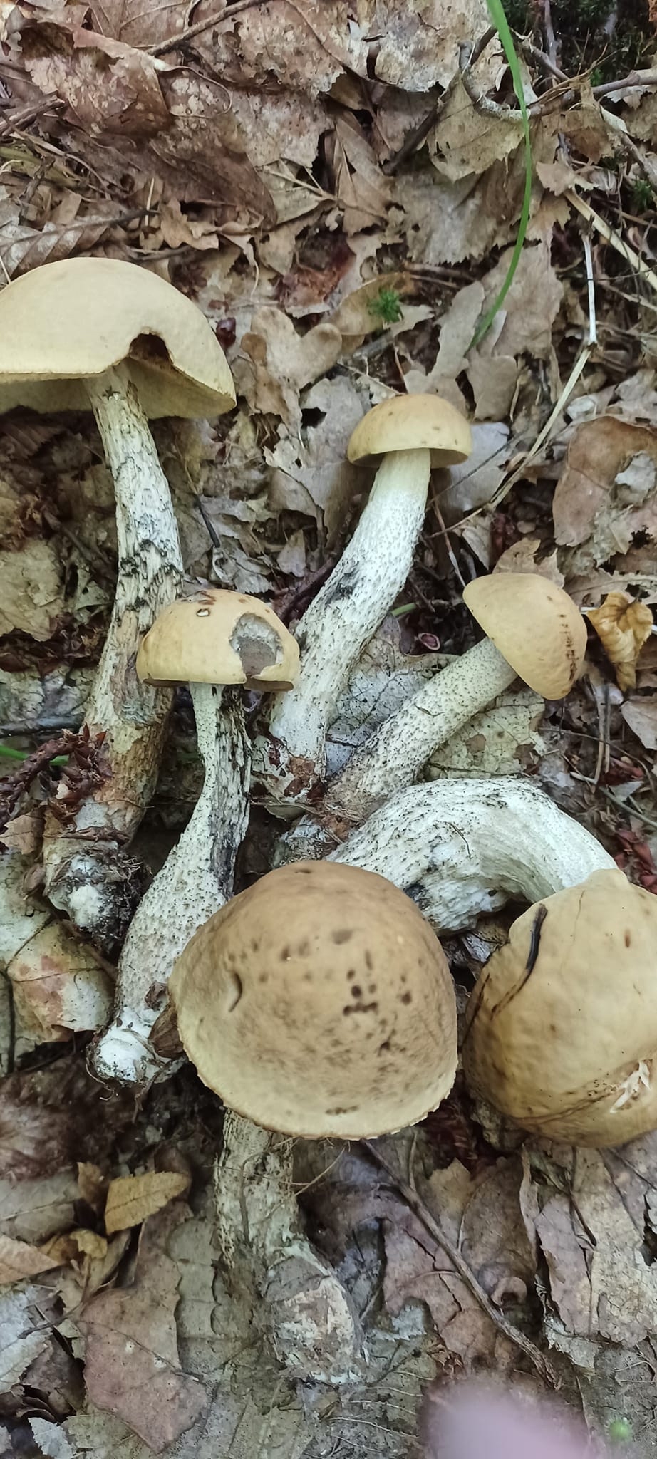 На зображенні може бути: гриб-дощовик та гриб