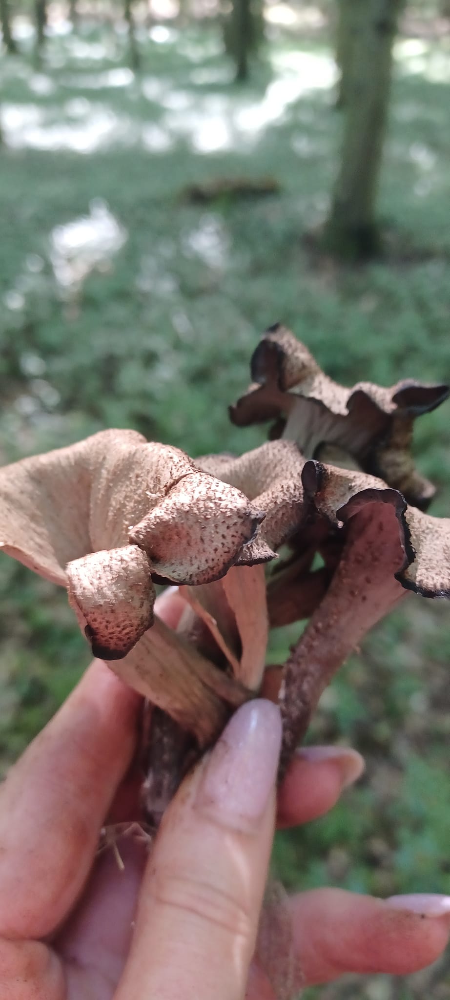 На зображенні може бути: гриб-дощовик та гриб