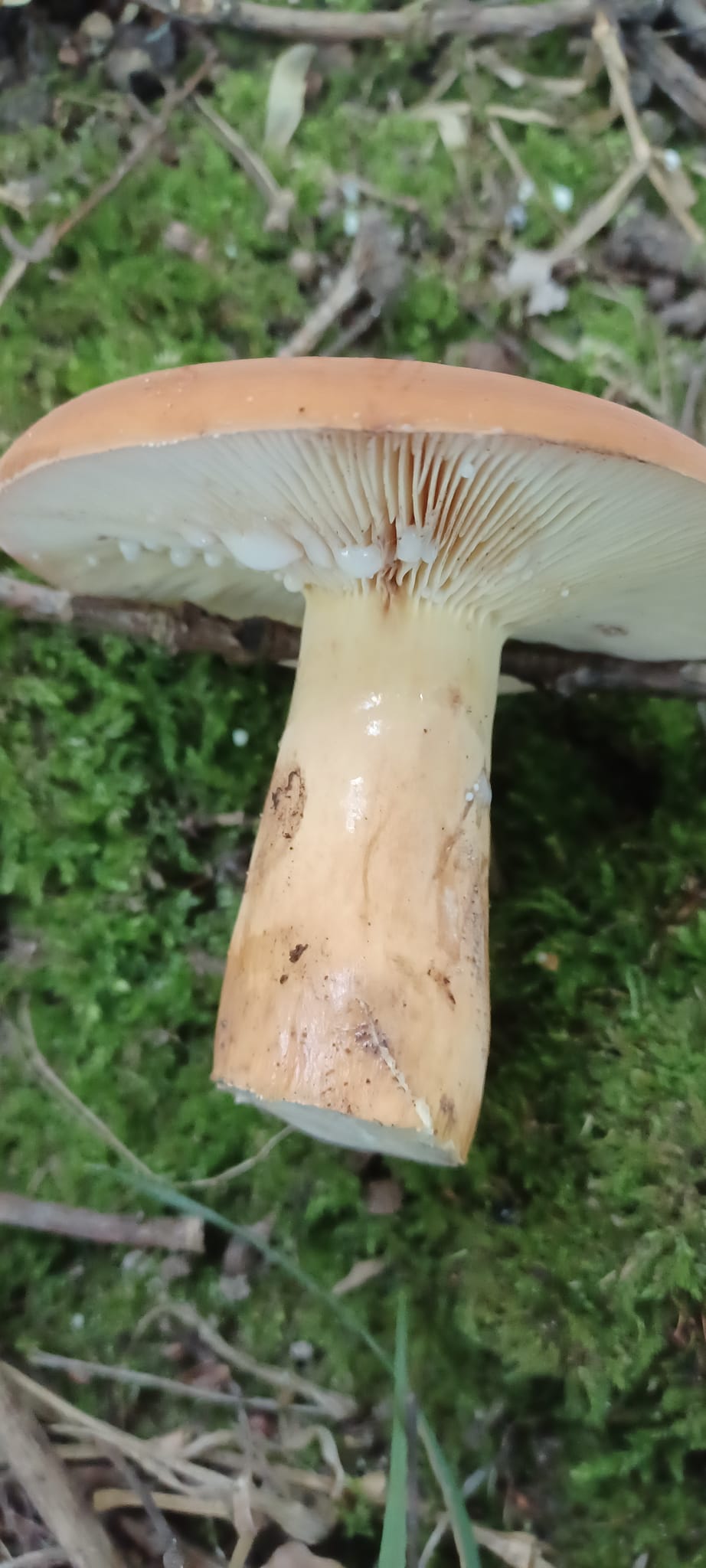 На зображенні може бути: гриб