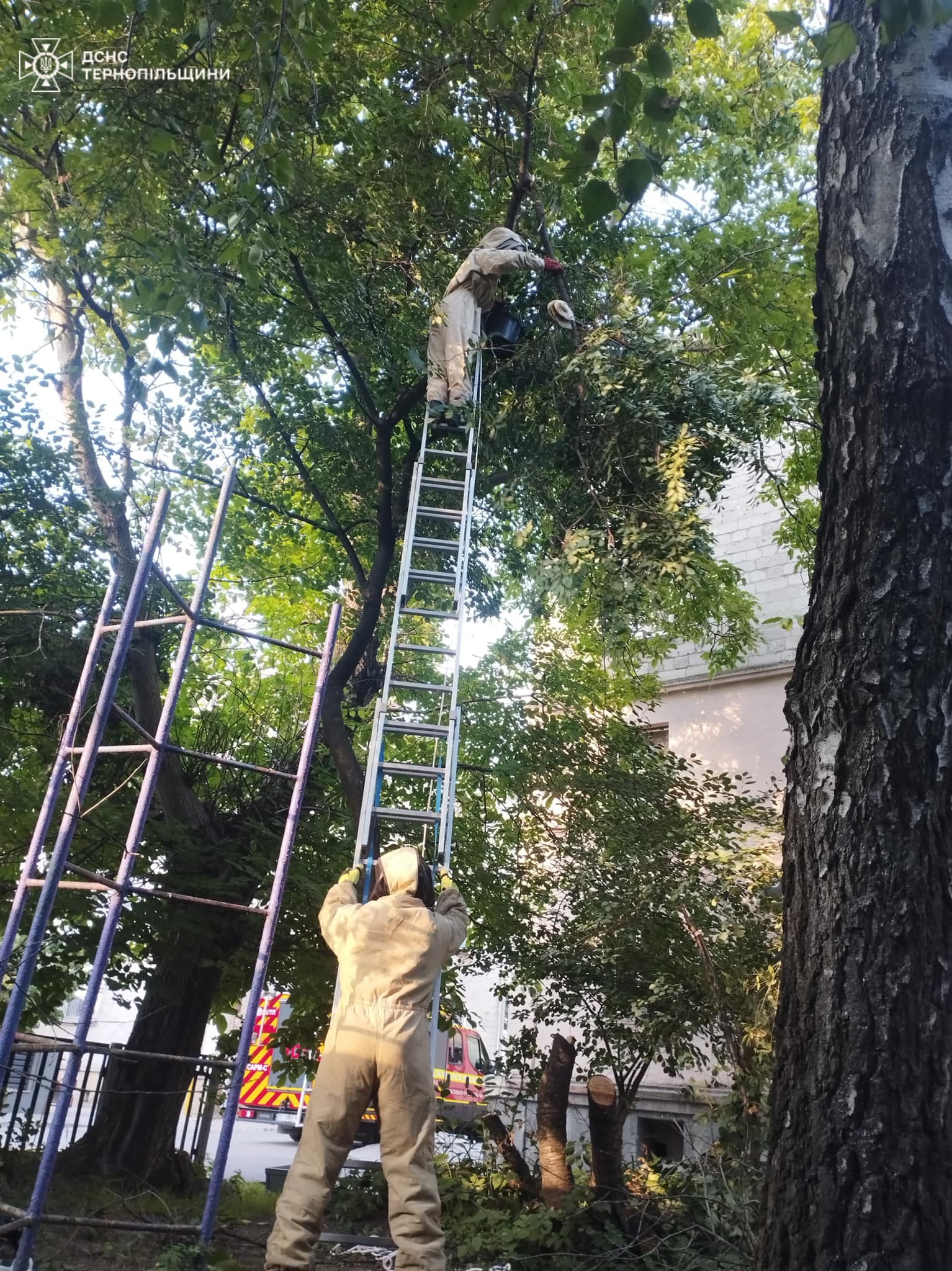 Новини Тернополя - фото з Шершні, оси та бджоли поселились на людських будинках на Тернопільщині На зображенні може бути: 1 особа, скелелазіння та дерево